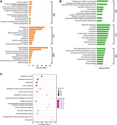 Time Course Analysis of Transcriptome in Human Myometrium Depending on Labor Duration and Correlating With Postpartum Blood Loss